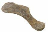 Juvenile Hadrosaur (Hypacrosaur) Humerus w/ Metal Stand - Montana #159682-2